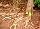 Deeply rooted