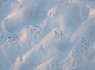 Soft traces in the sand