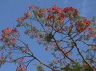 gulmohar tree