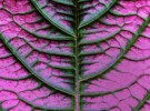 Color leaf 1097