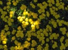 a little bit of sunshine