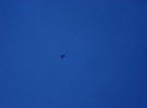 blue sparrow-hawk fly