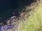 Walden Grasses