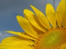 Part of Sunflower