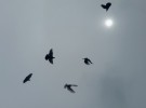 Five Pigeons