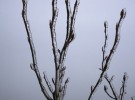 Ice on Branches, Haines Alaska 