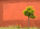 orange wall, green tree