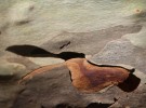 Bark