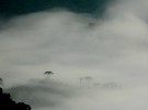 morning mist in teresópolis - brazil