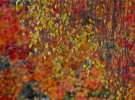 autumn impressions