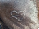 horse skin