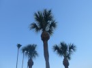 Tropic Joy