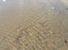 Shimmer