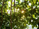 Shine On