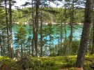 Sea water and moss