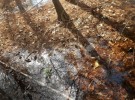 Woodland Shadows