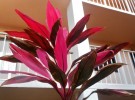 Tropical Flame