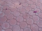 Stone Pattern
