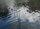Nature in Abstract