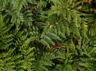 Elaine's ferns