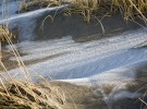 Frost on Dune, Gearhart, Oregon