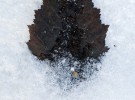 Frozen Leaf