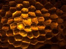 Golden Beehive