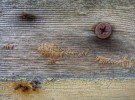 Rusty nails and screw