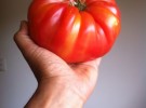 Heirloom Tomato México