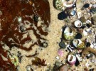 Rock pool