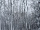 Wind and Snow and Trees