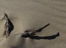 Driftwood