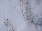 Shoreline Texture, Haines Alaska