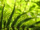 Fern frond fan