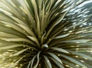 Sparkles in a yucca