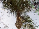 Palm tree in the puddle