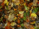Autumnwash