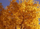 enlightened tree - yellow ipe