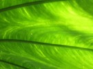 leaf 1