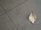 leaf on damp sidewalk
