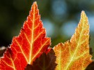 backlit begonia leaves