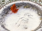 Maple leaf and bird tracks