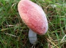 Pink Mushroom
