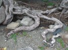 Riparian Root