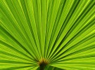 color of palm