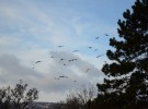 soaring