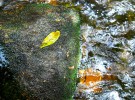 leaf, stone and river