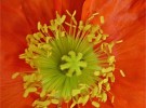 ahhh orange!