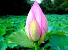 lotus lake terezinha
