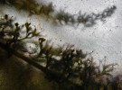 plant behind wet&scratched glass